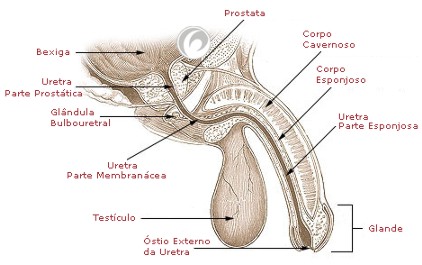 Patologias do sistema reprodutor
